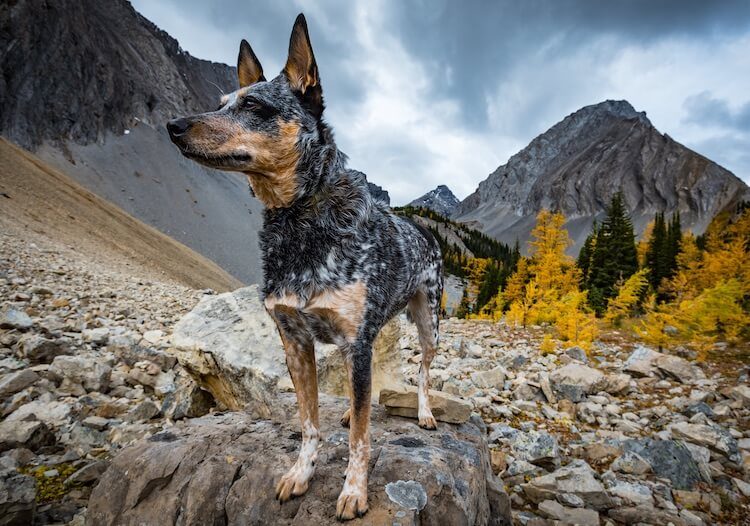 Doberman x Australian Shepherd