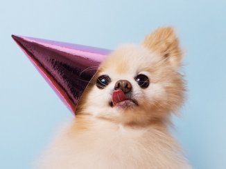 Dog Party Hat