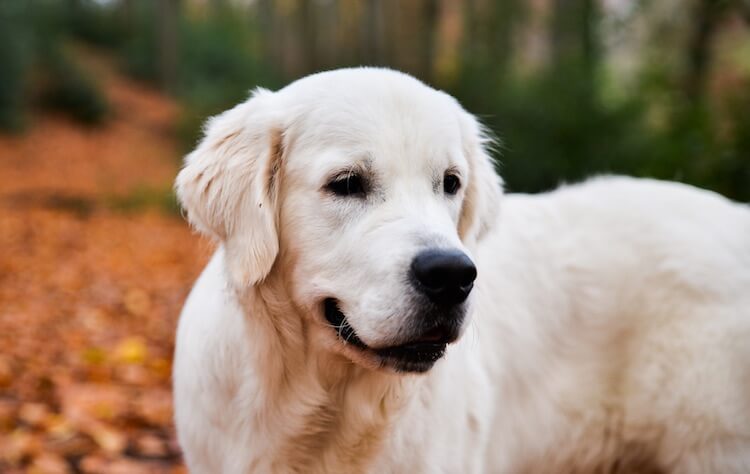 Faccia da Golden Retriever Crema Inglese