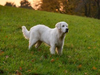 English Cream Golden Retriever Feature