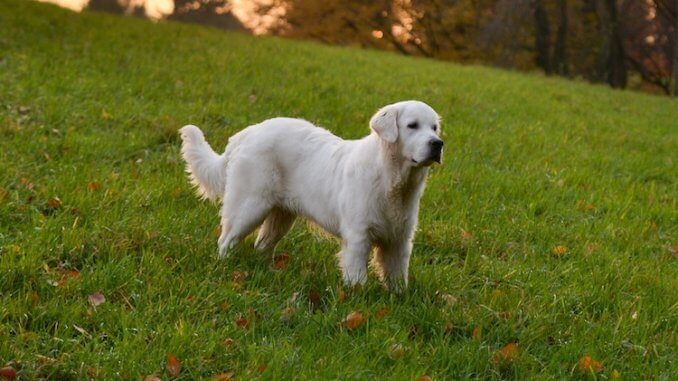 El Golden Retriever inglés crema. Característica