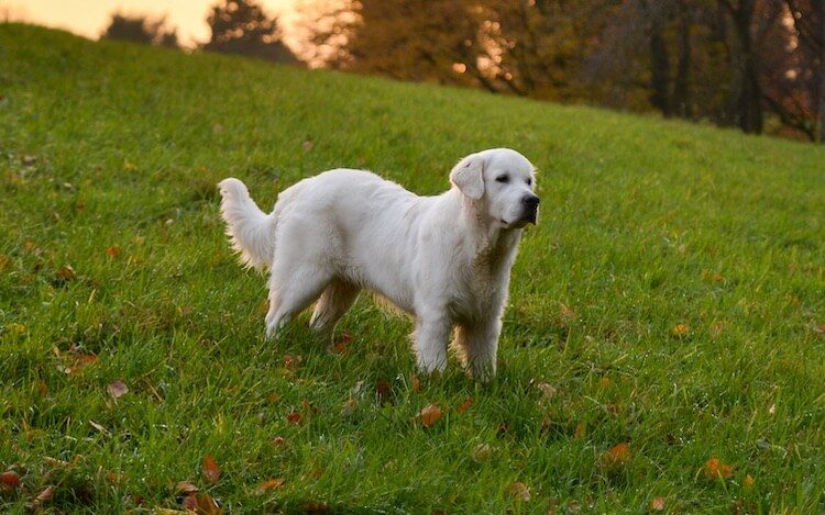 british golden retriever breeders