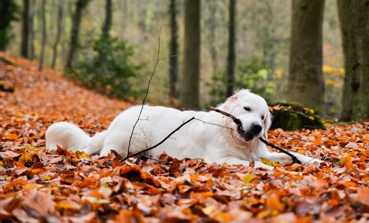 English Cream Golden Retriever In The Forest