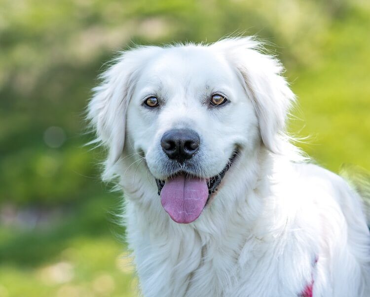 Retrato do Golden Retriever Creme Inglês