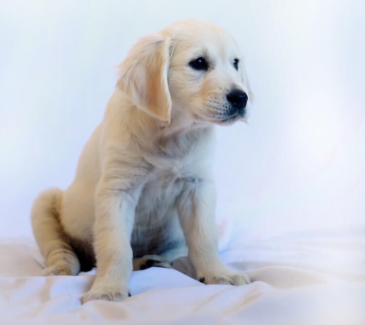 Chiot Golden Retriever crème anglais