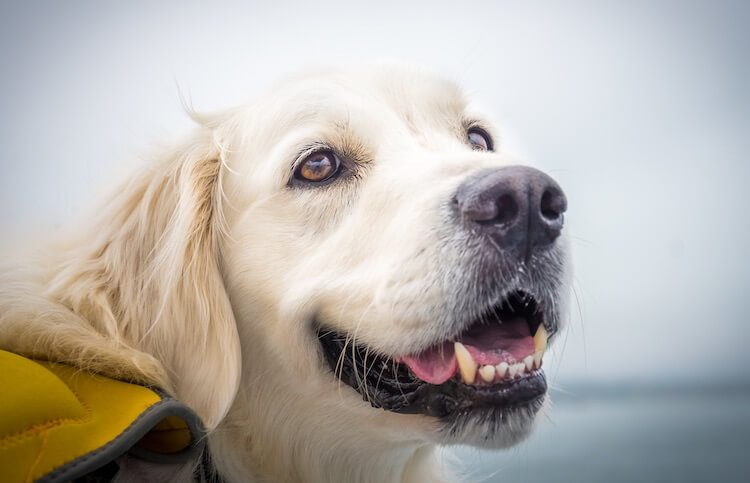 El Golden Retriever crema inglés sonríe