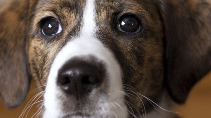 Feist Dog