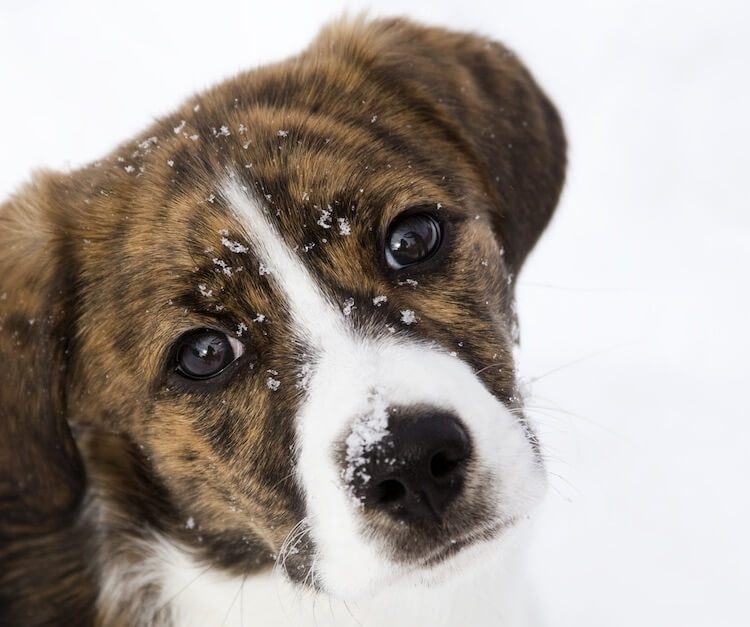 The Complete List of Every Feist Dog All 14 Of Them