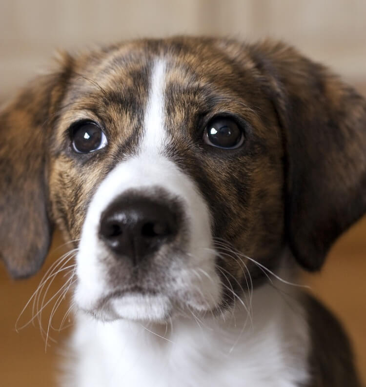 The Complete List of Every Feist Dog All 14 Of Them