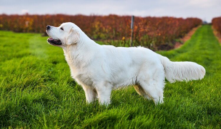 Golden Retriever