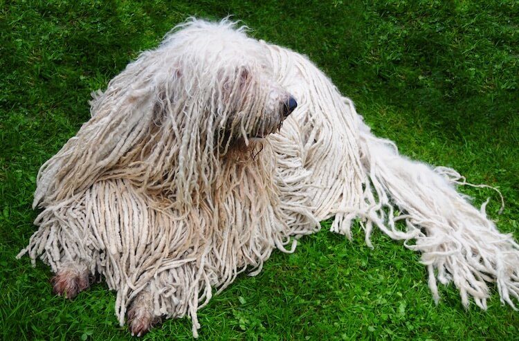 Hungarian Sheepdog Appearance