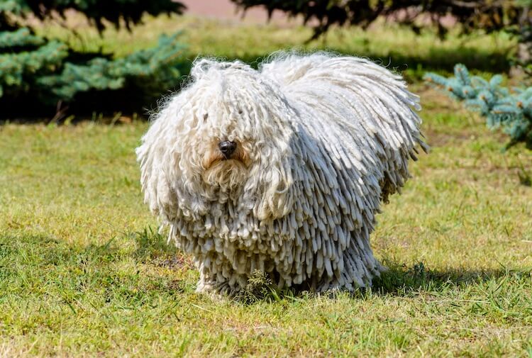 Hungarian Sheepdog