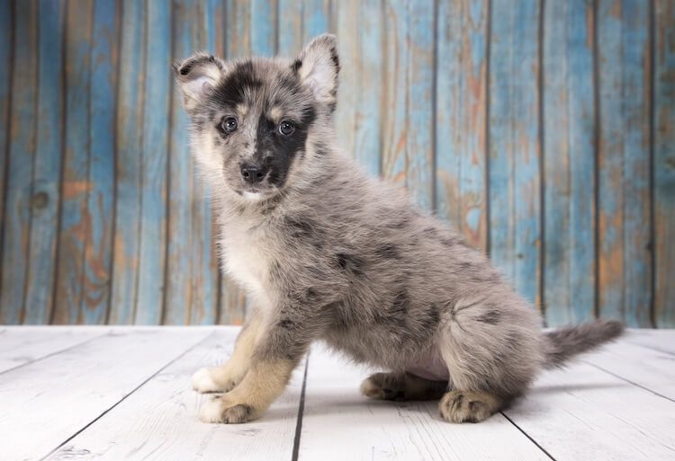 Husky Pomeranian Mix