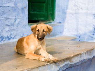 Indian Dog Names Feature