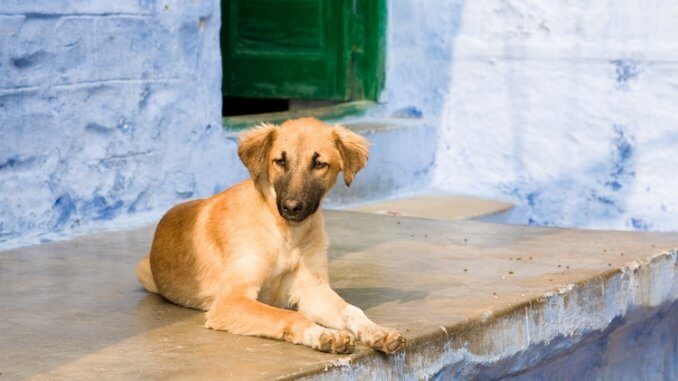 Indian Dog Names Feature Indian Dog Names Feature