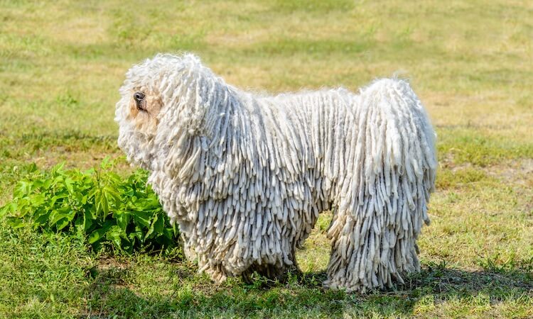 dreadlock sheepdog