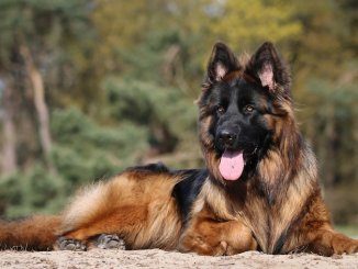 Long Haired German Shepherd