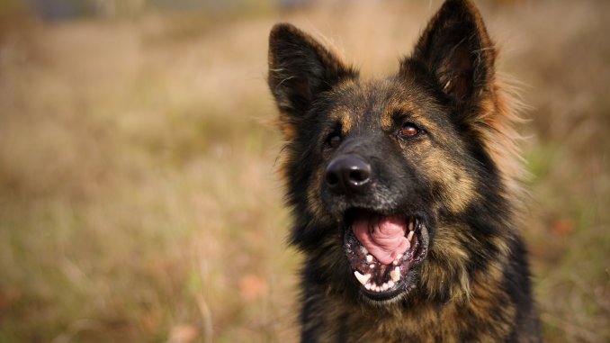 Long Haired German Shepherd What To Know Before Buying Cover