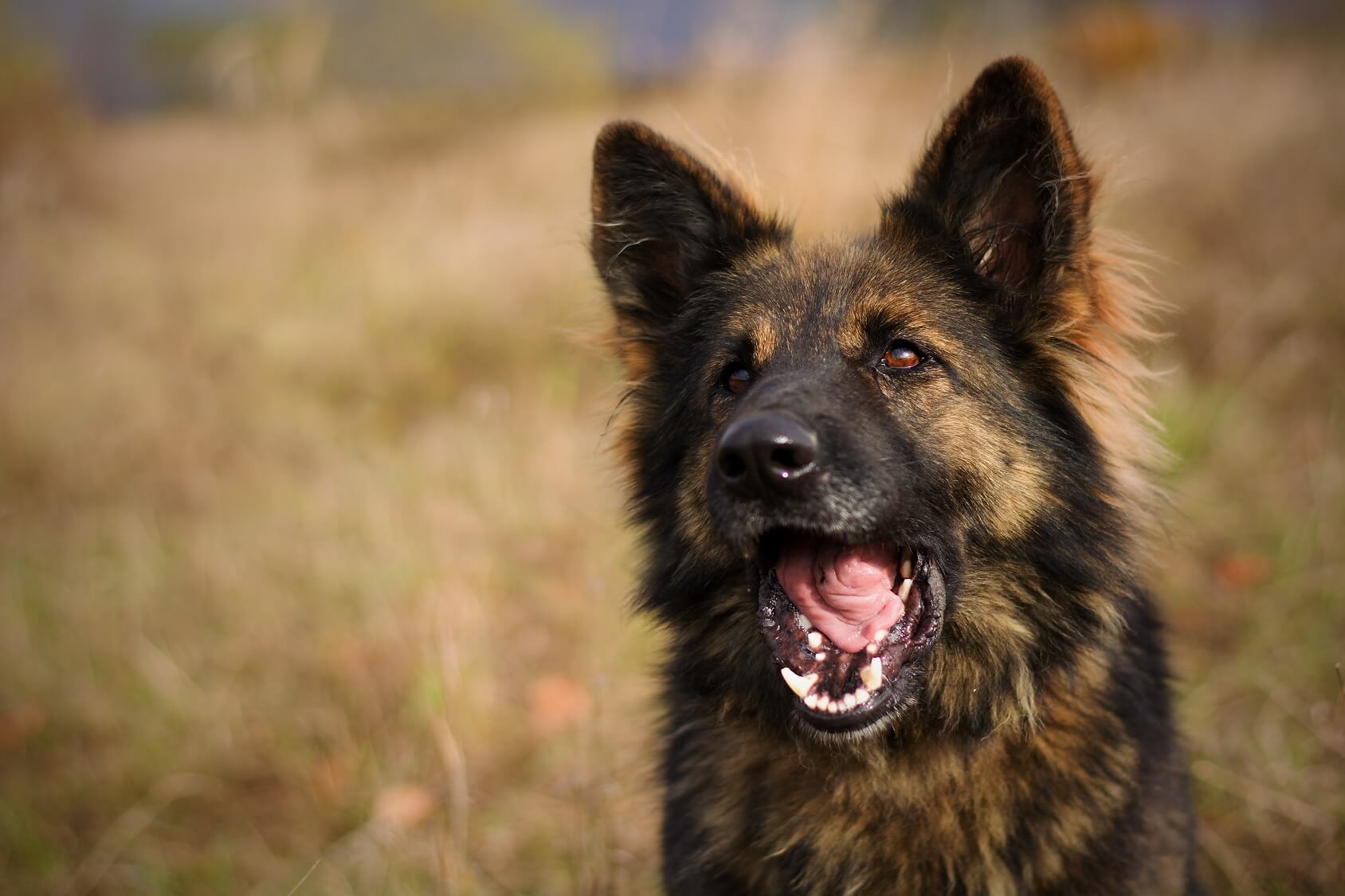 are german shepherds long haired