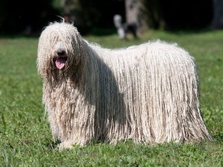 Mop Dog Feature