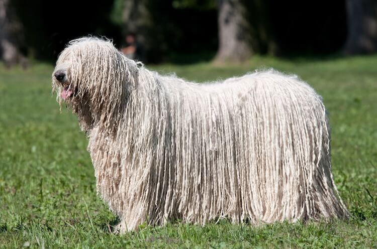 Mop Dog Portrait