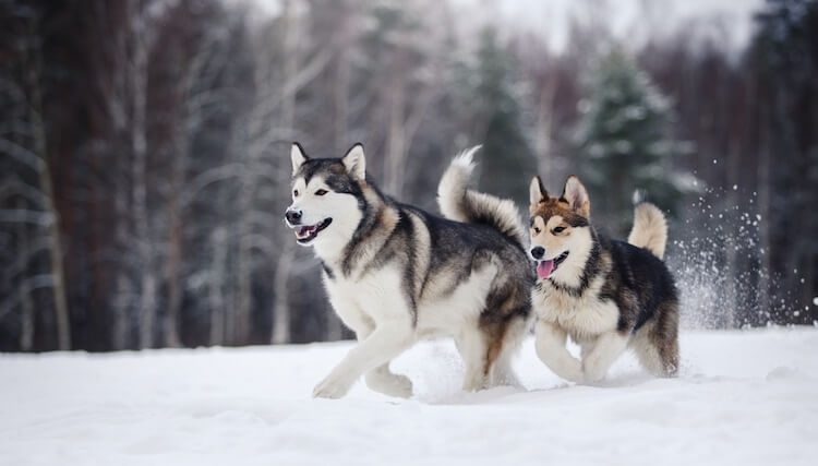 Pack of Alaskan Dogs