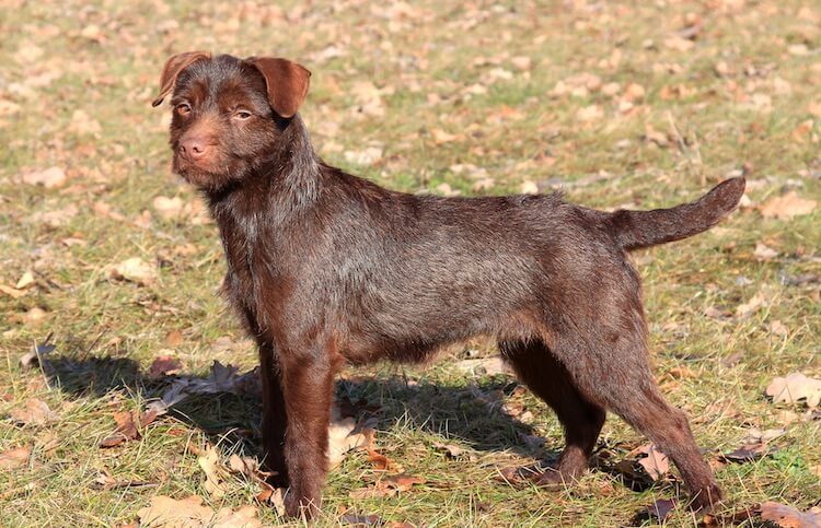 Patterdale Terrier Dog