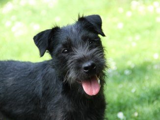 Patterdale Terrier Feature