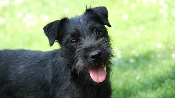 Patterdale Terrier Feature