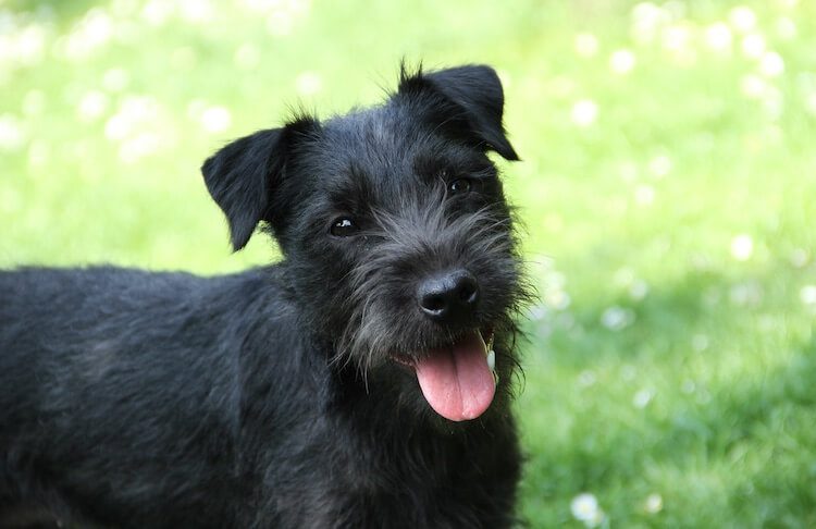 short haired patterdale terrier