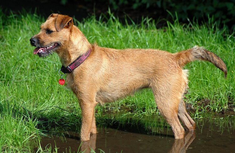 tan patterdale terrier