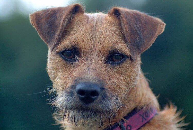 Patterdale Terrier Portrait