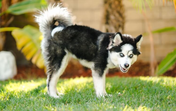 Pomeranian Husky Dog