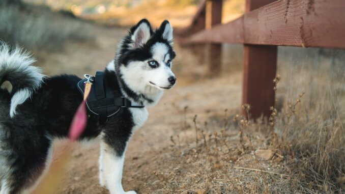 Pomeranian Husky Feature