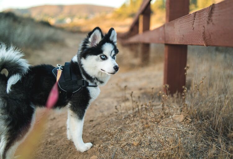 pomeranian and husky