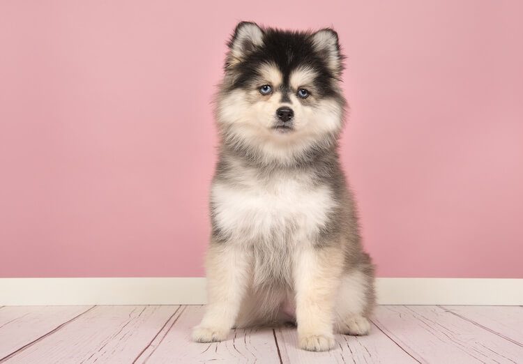 Pomeranian Husky Mix