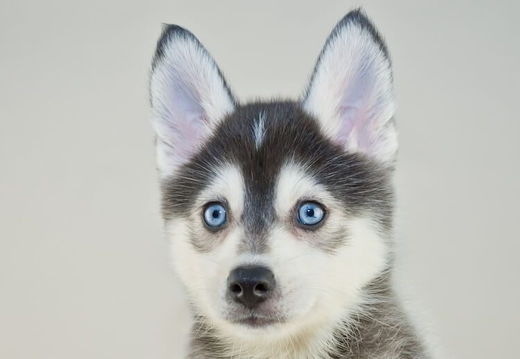 Pomeranian Husky Portrait