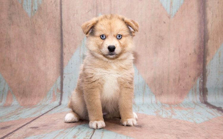 Pomeranian Husky Puppy