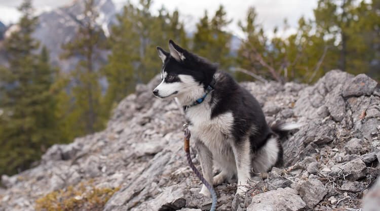 Pomeranian x Husky Mix