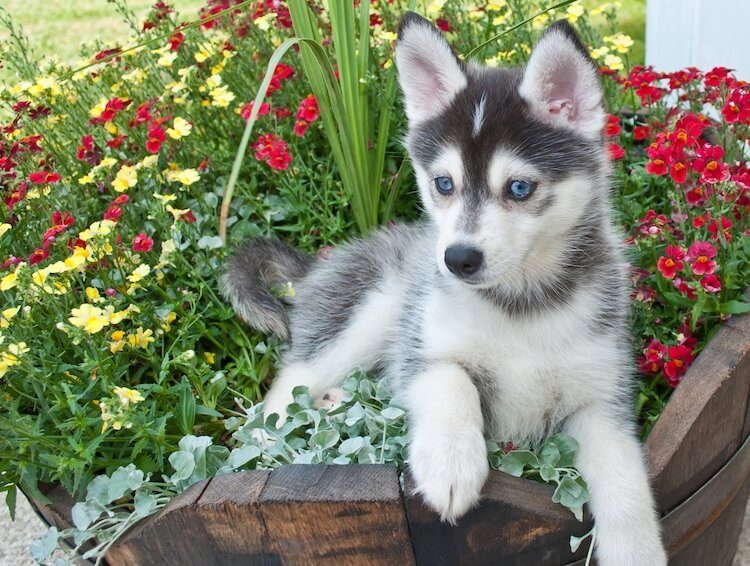 dog that looks like a small husky