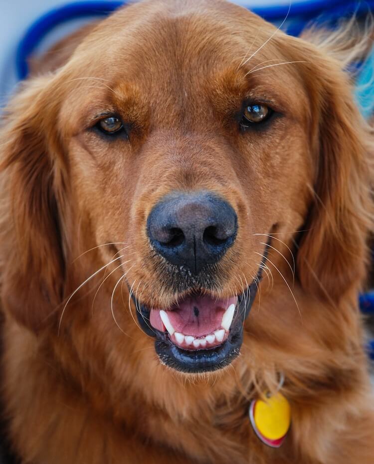 Red Golden Retriever Appearance