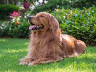 Red Golden Retriever Feature