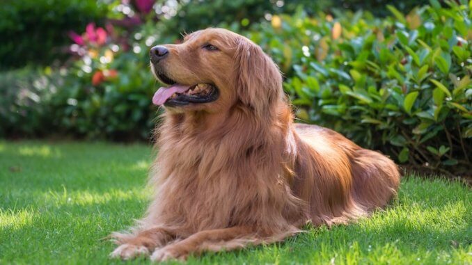 do golden retrievers have a double coat