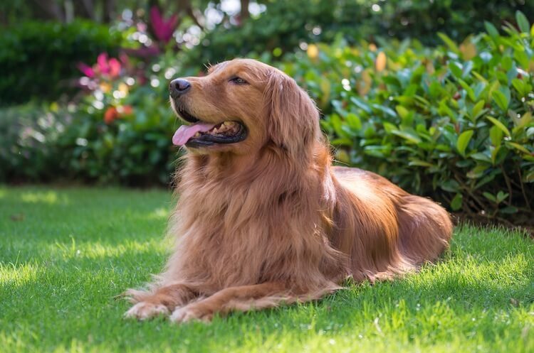 dark golden retriever breeder