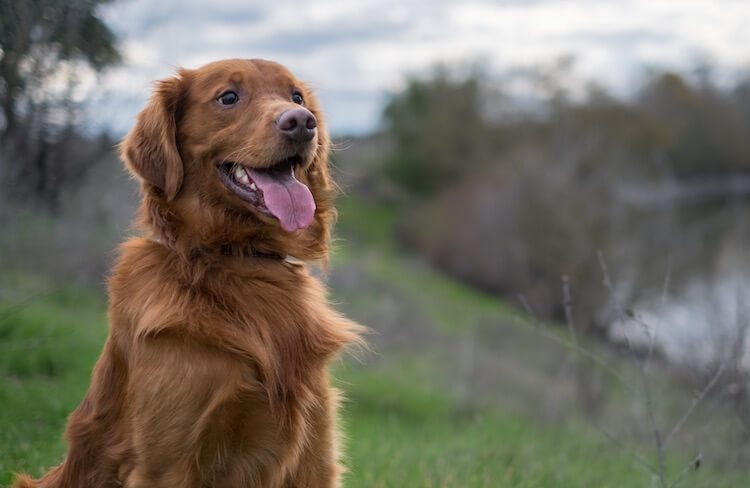 Red Golden Retriever Puppy