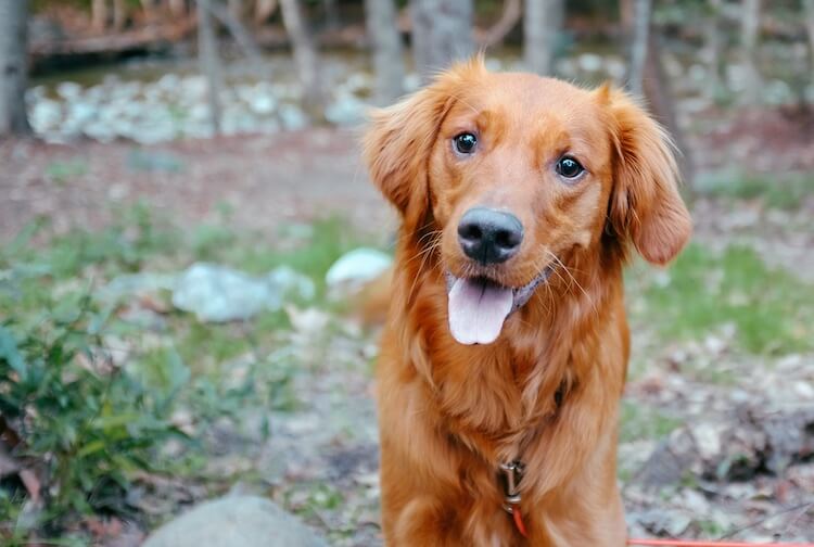 Red Golden Retriever dog