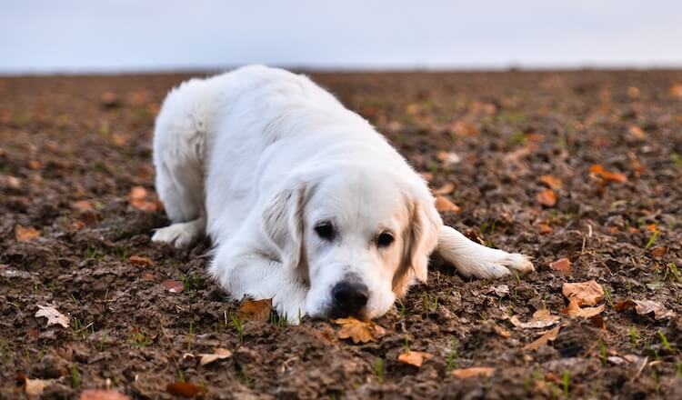 Perro Retriever