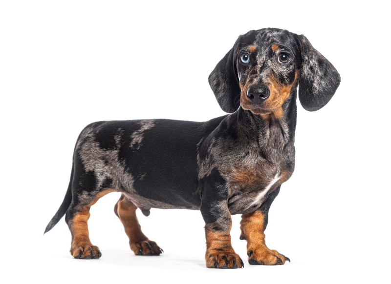 Standing, side view of a merle dapple dachshund against a white background
