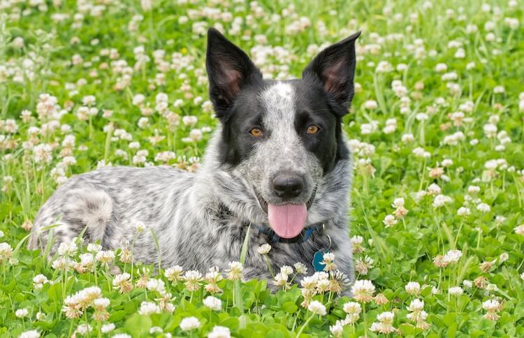 Texas Heeler