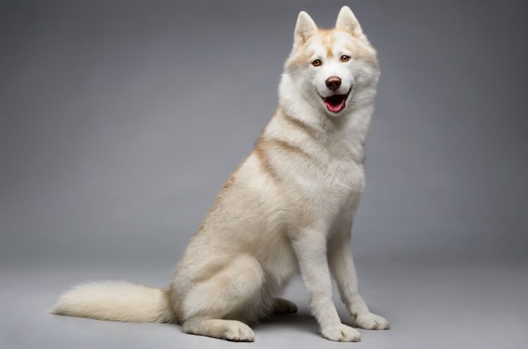 white alaskan husky puppy